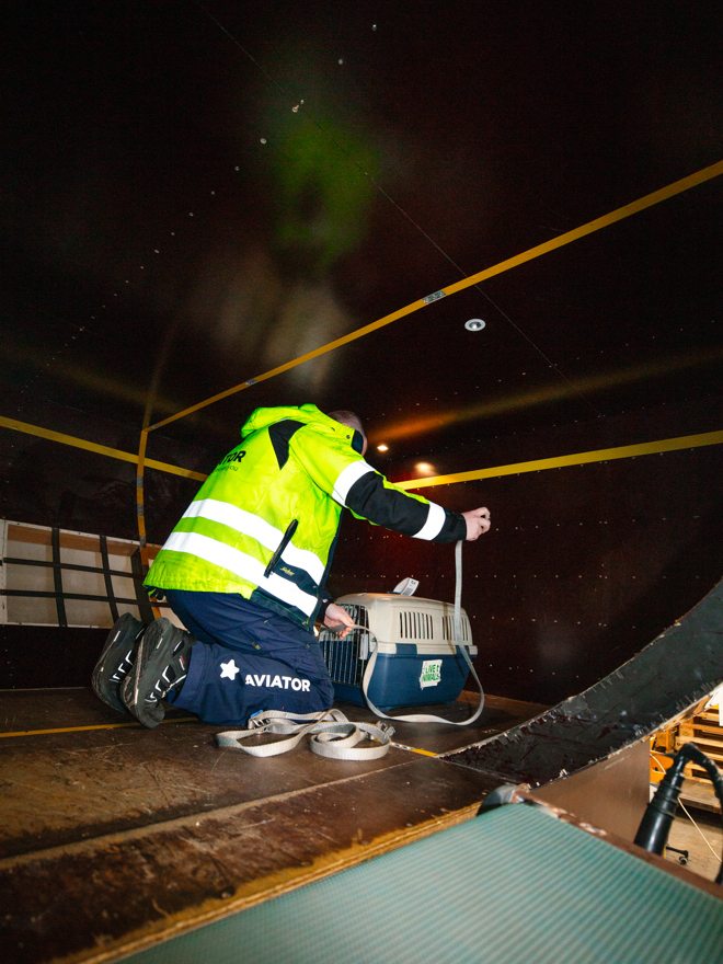 Person i refleksvest arbejder med bagage i et transportkøretøj, bagagehåndtering, transport