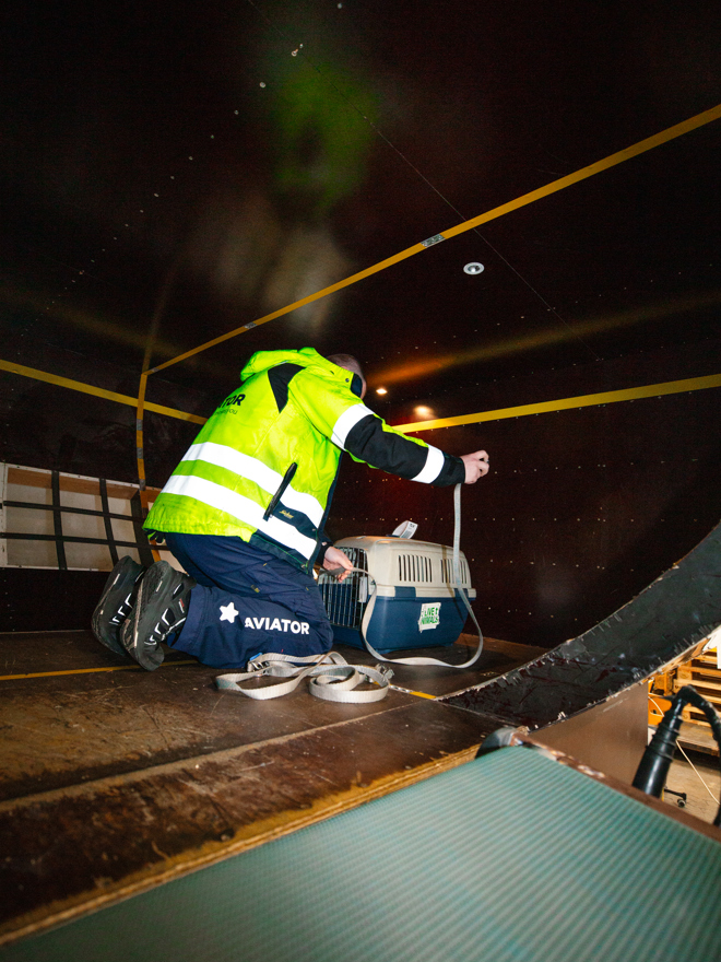 Lærling arbejder med bagage i lastrum, flylastrum, bagagehåndtering, lufthavn, sikkerhed, logistik, transport, lufthavnsuddannelse